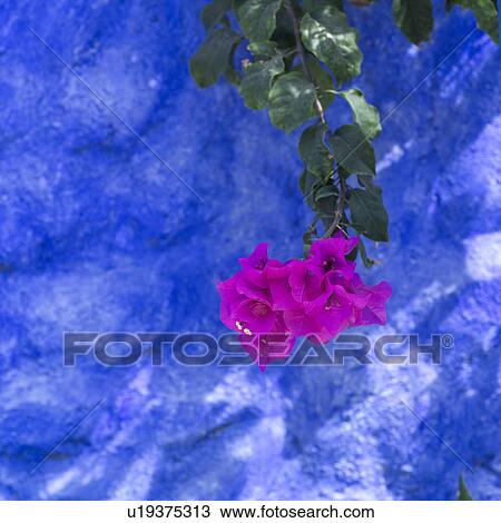Stock Image - Flower. Fotosearch