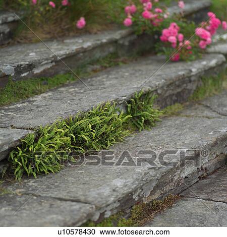Flowers between Stairs View Large Photo Image Stock Image - Flowers between Stairs. Fotosearch