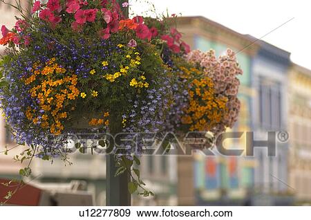 Stock Photo - Flowers hanging in street, Victoria, British Columbia, Canada. Fotosearch