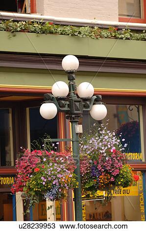 Stock Image - Flowers hanging on lamp post, Victoria, British Columbia, Canada. Fotosearch