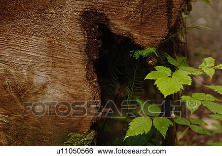 Foliage along Rain Forest Trail View Large Photo Image Stock Photograph - Foliage along Rain Forest Trail. Fotosearch