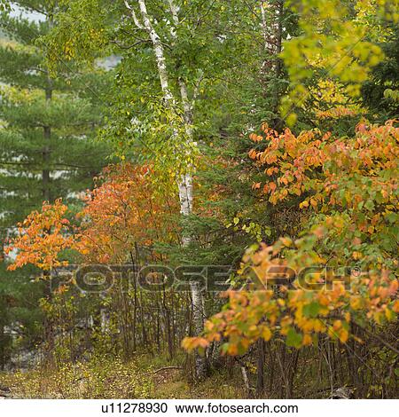 Forest Autumn Colors View Large Photo Image Stock Image - Forest Autumn Colors. Fotosearch