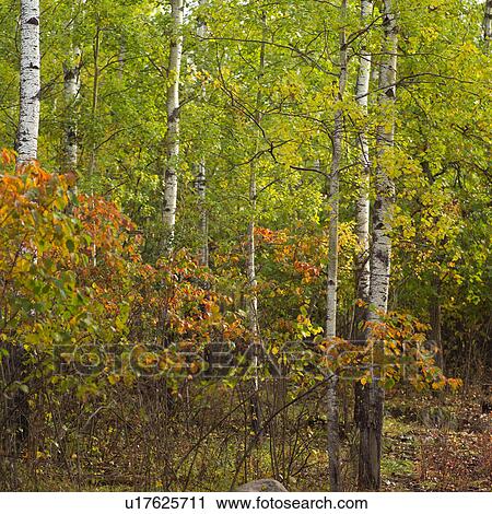 Forest in Autumn Colors View Large Photo Image Stock Image - Forest in Autumn Colors. Fotosearch