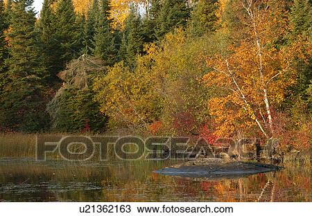 Stock Image - Forest on Lake in Autumn Colors. Fotosearch