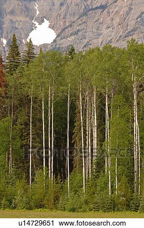 Stock Image - Forest with Mountain. Fotosearch