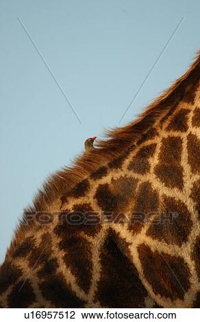 Giraffe View Large Photo Image Stock Image - Giraffe. Fotosearch
