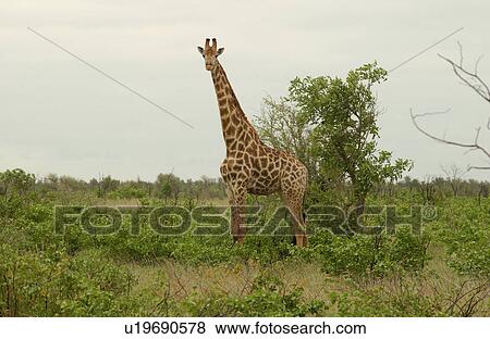 Giraffe View Large Photo Image Stock Photo - Giraffe. Fotosearch