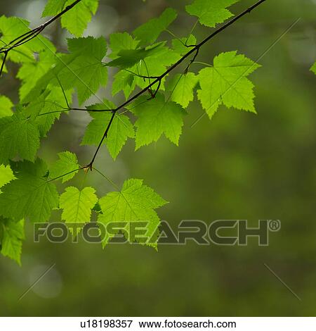 Stock Photo - Girl sitting on edge bridge, Mt. Robson Provincial Park, Canada. Fotosearch