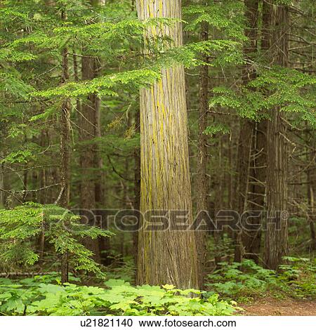 Stock Image - Girl sitting on log, Mt. Robson Provincial Park, Canada. Fotosearch