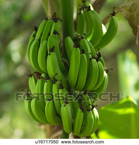 Stock Image - Green Bananas on Tree. Fotosearch