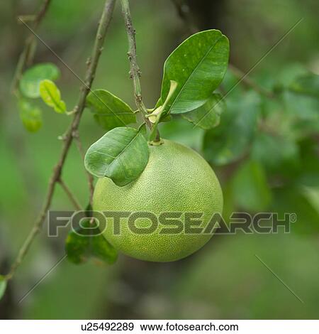 Green Fruit on Vine View Large Photo Image Stock Photo - Green Fruit on Vine. Fotosearch