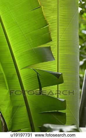 Stock Image - Hawaii & Kaui. Fotosearch