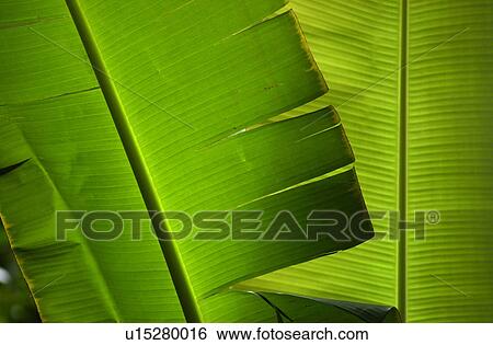 Stock Photograph - Hawaii & Kaui. Fotosearch