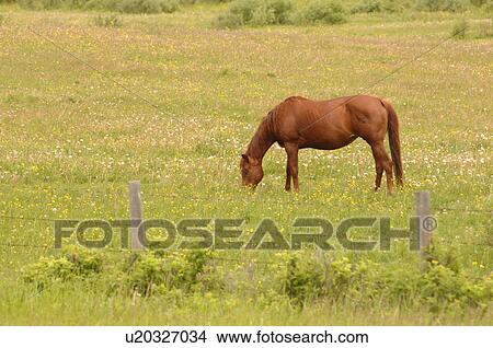 Picture - Horse grazing in pasture. Fotosearch