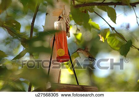 Stock Photography - Hummingbird at bird feeder. Fotosearch