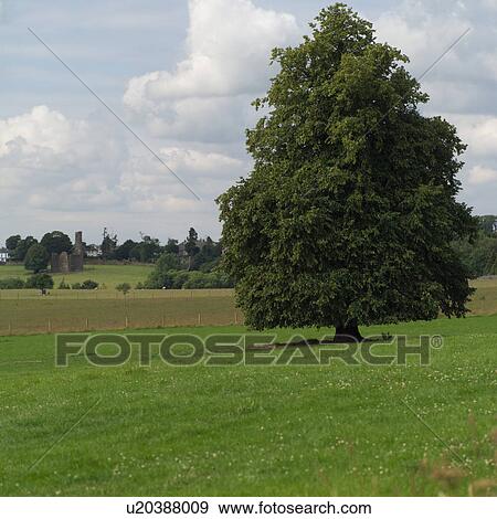 Stock Photo - Ireland - countryside with tree in middle of field. Fotosearch