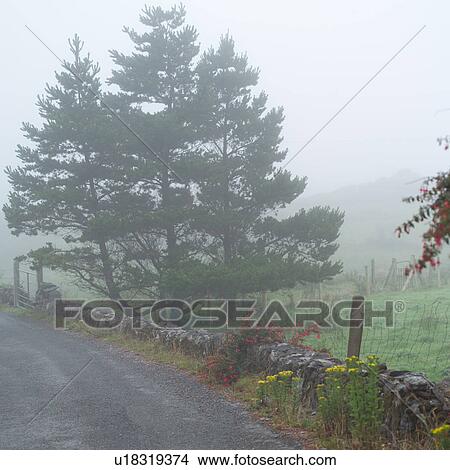 Picture - Ireland - fog on road with evergreens in Irish countryside. Fotosearch