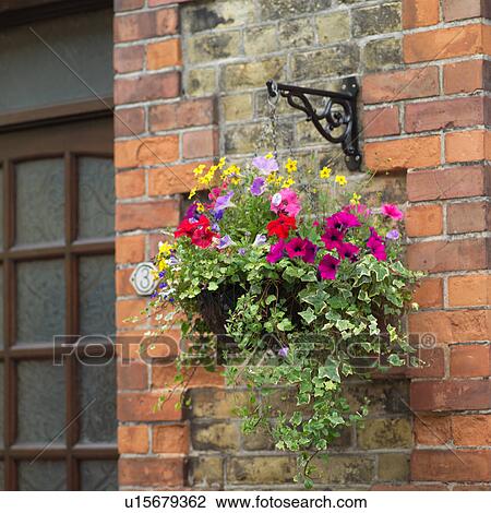 Ireland - hanging flower basket on storefront View Large Photo Image Stock Image - Ireland - hanging flower basket on storefront. Fotosearch