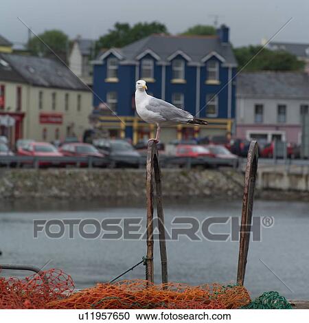 Ireland - Ring of Kerry - Seagull View Large Photo Image Stock Image - Ireland - Ring of Kerry - Seagull. Fotosearch