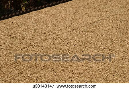 Stock Photo - Kona Coffee - Big Island - Hawaii. Fotosearch