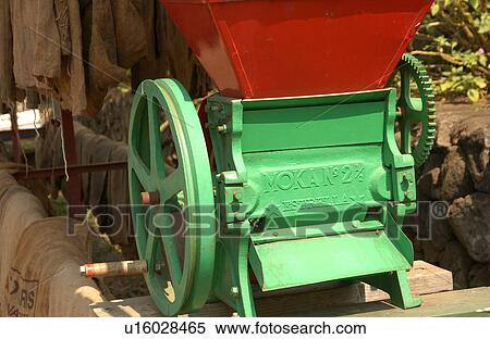 Stock Photography - Kona Coffee - Big Island - Hawaii. Fotosearch