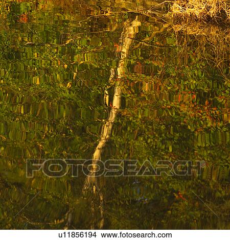 Picture - Lake of the woods - Ontario, Canada. Fotosearch