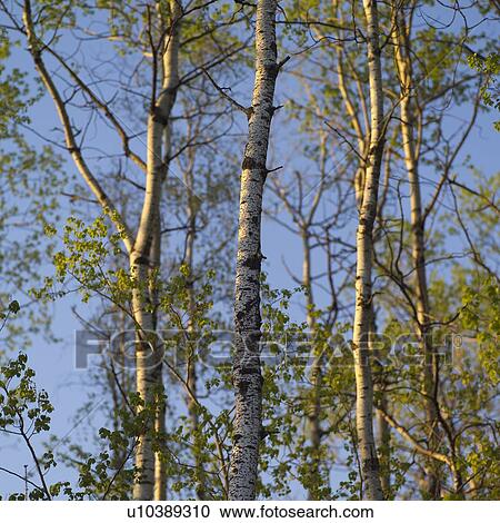 Stock Image - Lake of the Woods, Ontario, Canada. Fotosearch