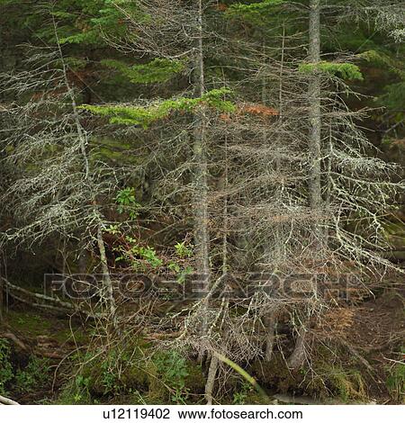 Stock Image - Lake of the woods - Ontario, Canada. Fotosearch