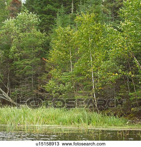 Lake of the woods - Ontario, Canada View Large Photo Image Stock Image - Lake of the woods - Ontario, Canada. Fotosearch