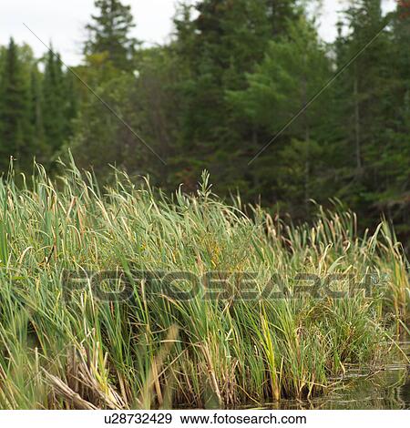 Stock Photo - Lake of the woods - Ontario, Canada. Fotosearch