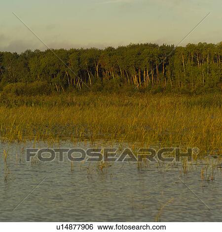 Lake of the woods - Ontario, Canada View Large Photo Image Stock Photograph - Lake of the woods - Ontario, Canada. Fotosearch