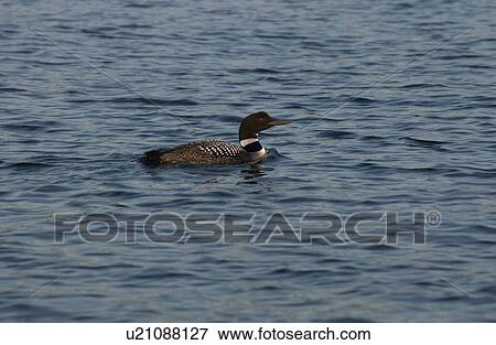 Lake Photography - Duck on Lake View Large Photo Image Stock Photo - Lake Photography - Duck on Lake. Fotosearch