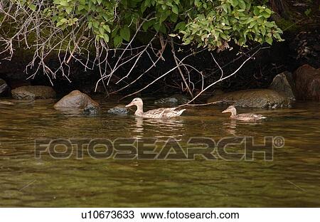 Stock Image - Lake Photography - Moon. Fotosearch