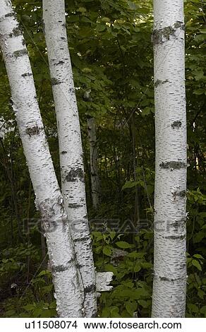 Picture - Lake Photography - Three Birch Trees. Fotosearch
