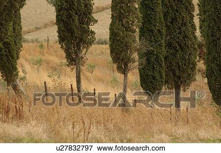 Landscapes - Tuscany, Italy View Large Photo Image Stock Photo - Landscapes - Tuscany, Italy. Fotosearch
