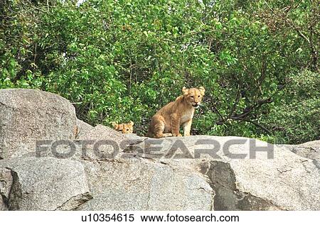 Lions View Large Photo Image Stock Photography - Lions. Fotosearch