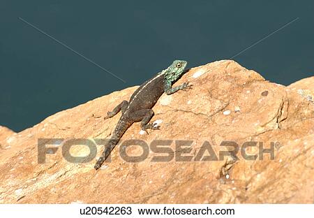 Lizard View Large Photo Image Stock Image - Lizard. Fotosearch