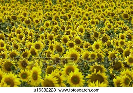 Manitoba Prairie Scenes View Large Photo Image Stock Photo - Manitoba Prairie Scenes. Fotosearch