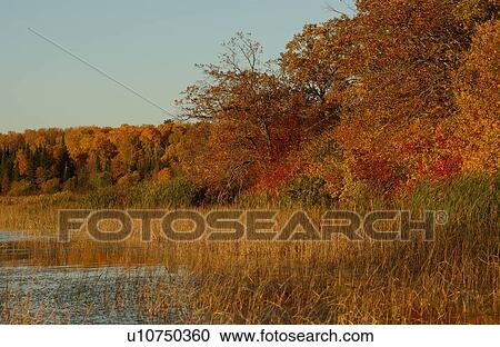 Marsh and Trees in Autumn Colors View Large Photo Image Stock Image - Marsh and Trees in Autumn Colors. Fotosearch