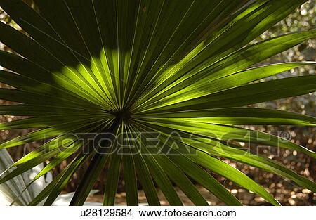 Picture - Mexico - Mayan Riviera. Fotosearch
