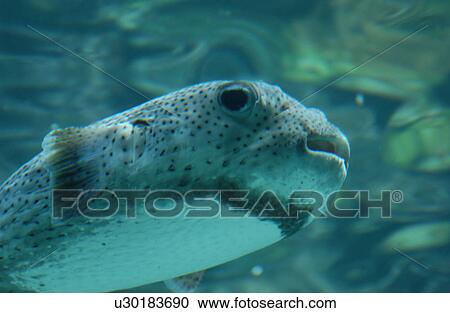 Stock Image - Mexico - Mayan Riviera. Fotosearch