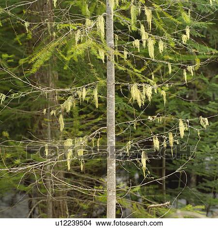 Picture - Nature trails in British Columbia, Canada. Fotosearch
