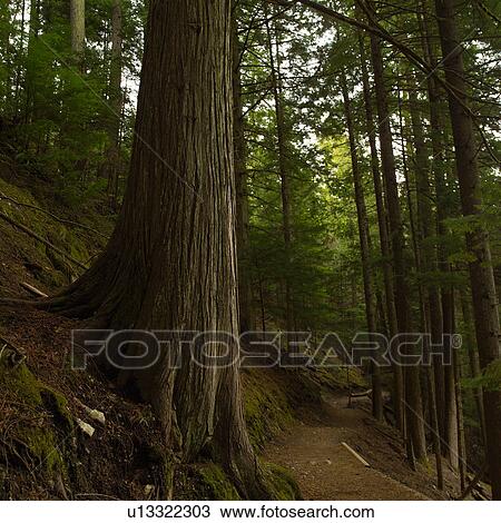 Stock Image - Nature trails in British Columbia. Canada. Fotosearch