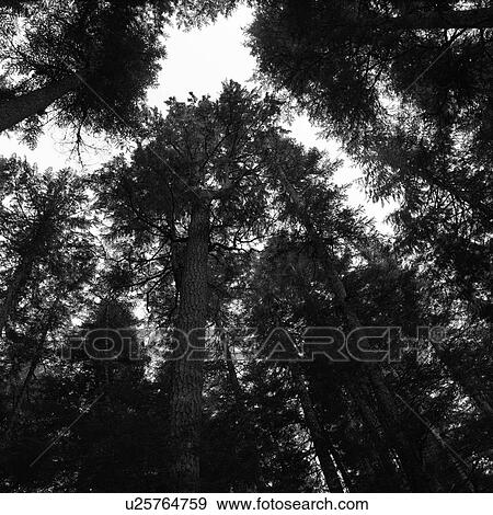 Stock Photo - Nature trails in British Columbia, Canada. Fotosearch