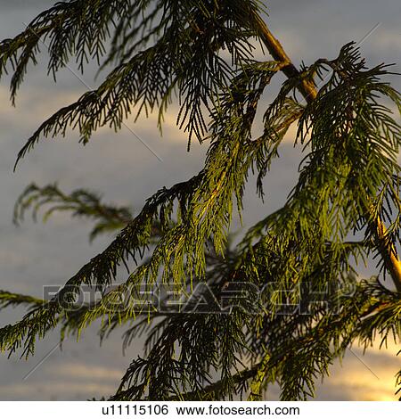 Stock Photograph - Nature trails in British Columbia, Canada. Fotosearch