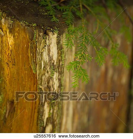Stock Photograph - Nature trails in British Columbia, Canada. Fotosearch