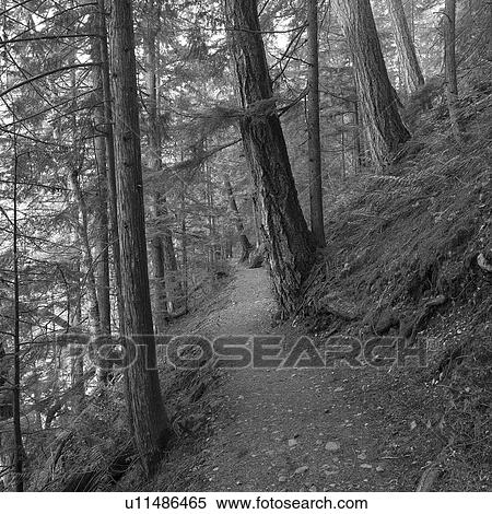 Nature trails in British Columbia. Canada View Large Photo Image Stock Photography - Nature trails in British Columbia. Canada. Fotosearch