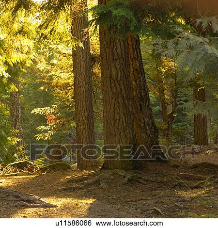 Stock Photograph - Nature - Whistler B. C., Canada. Fotosearch