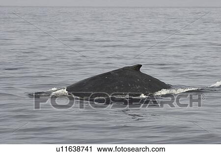 Stock Image - Ocean View - Maui - Hawaiian Islands. Fotosearch