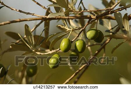 Olive Trees View Large Photo Image Stock Photo - Olive Trees. Fotosearch